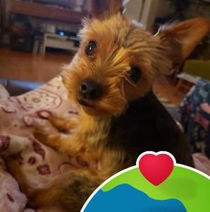 Meet your Posher, Faye